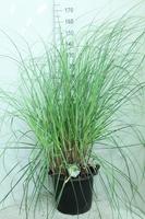 Cortaderia sell. Pumila