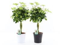 Schefflera arboricola Gold Capella in Black & White ceramics