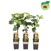 Vitis vinifera Lakemont, (seedless) crafted