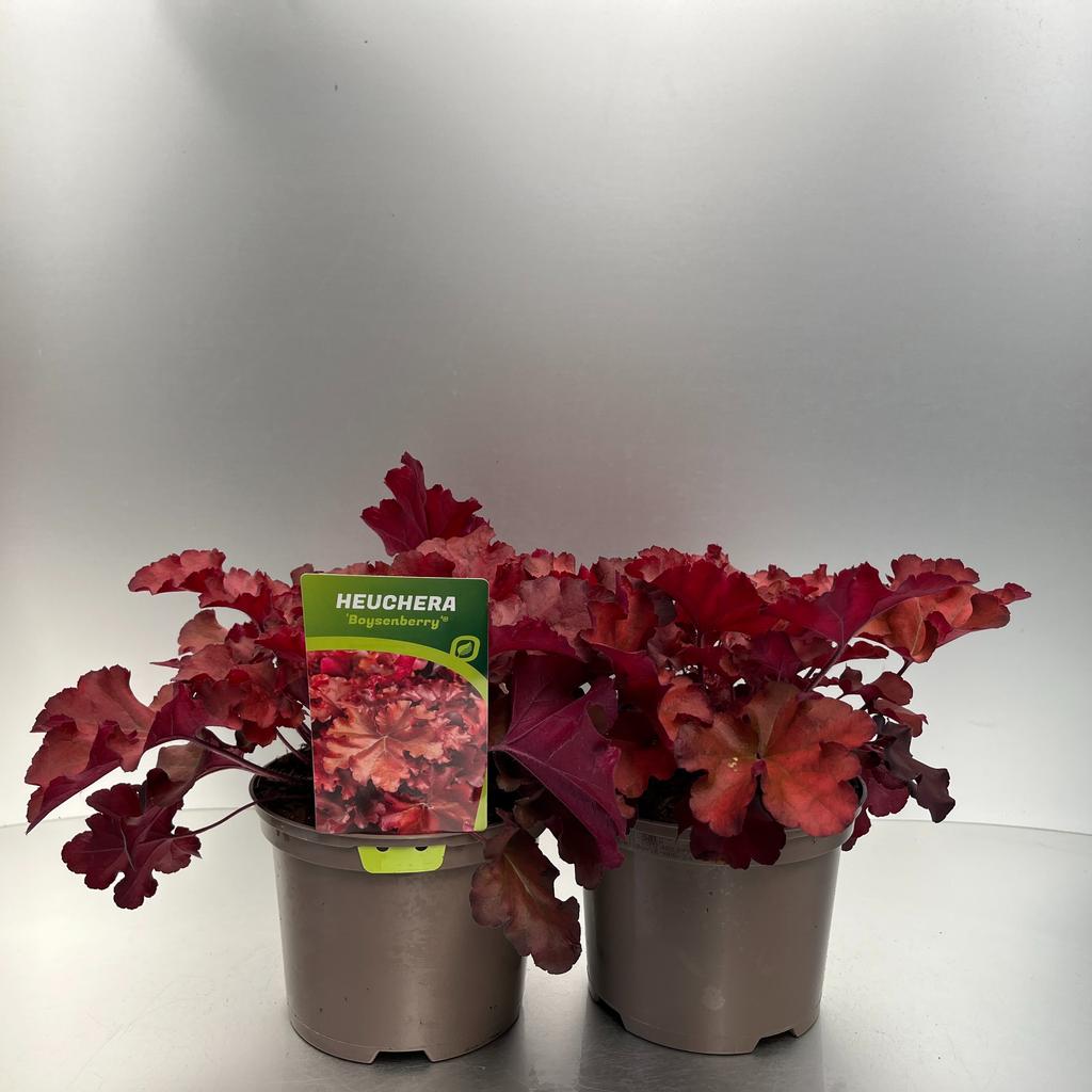 Bild von Heuchera Boysenberry P17 (2 Ltr)