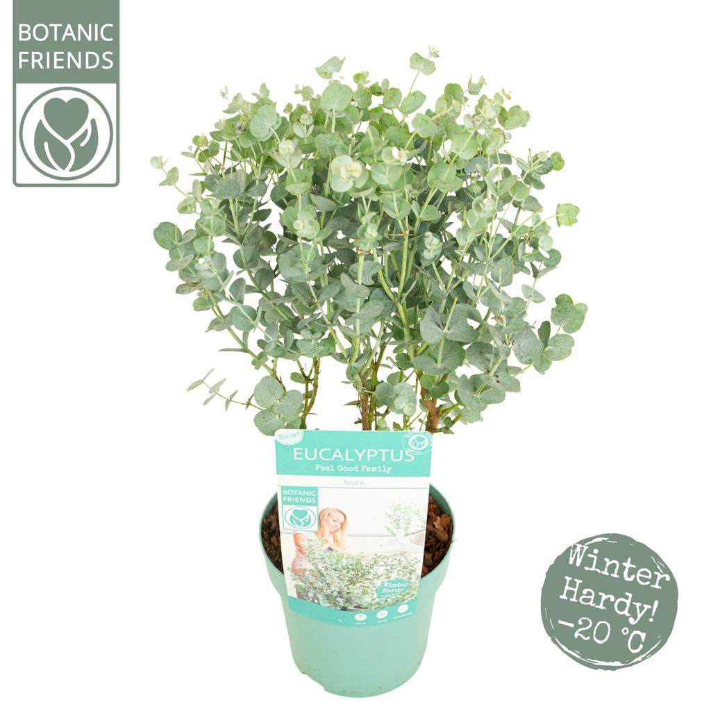 Picture of Eucalyptus gunnii Azura P15
