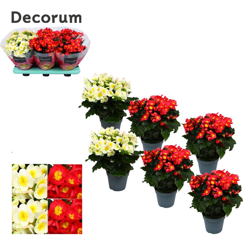 Picture of Begonia el.Valentino varieties Decorum P14 32cm