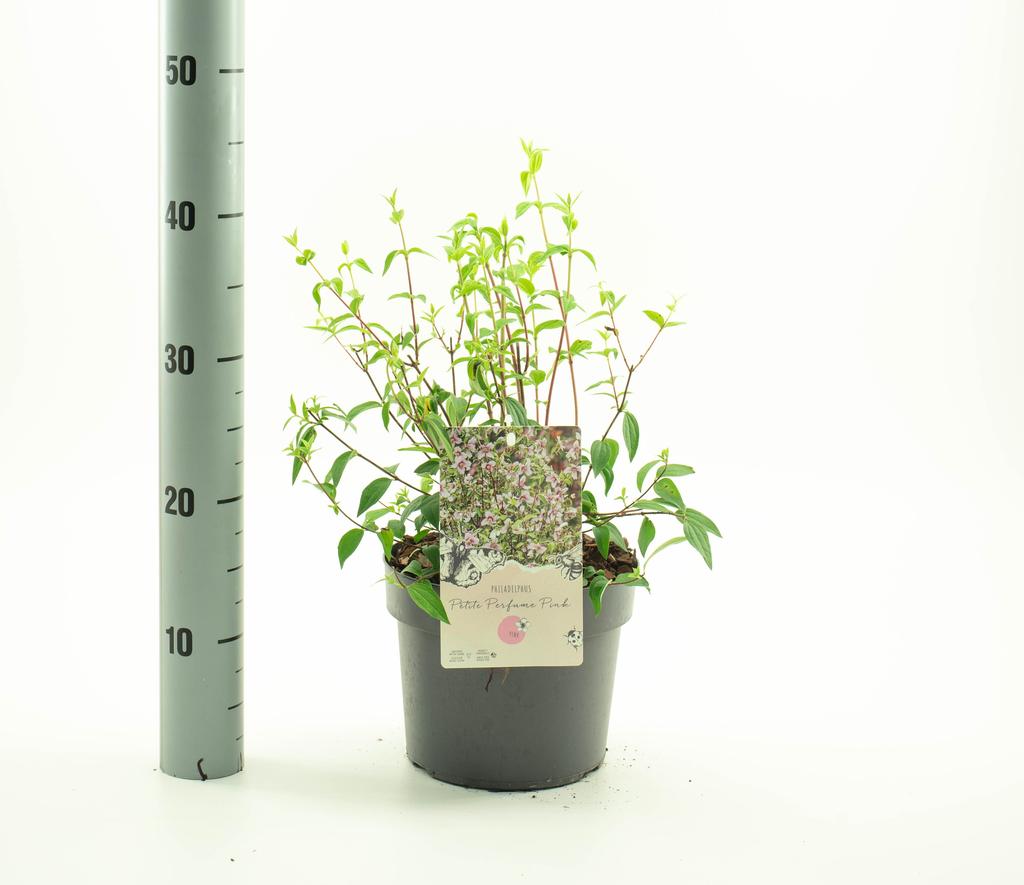Picture of Philadelphus lemoinei P19 (3 Ltr)
