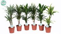 Houseplants Green Barbarosa varieties