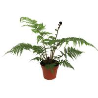 Cyathea Cooperii (Australian Tree Fern) no label