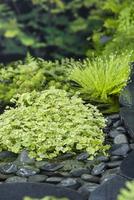 Hydrocotyle sib. "Var.