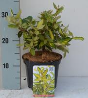 Elaeagnus pung. Maculata