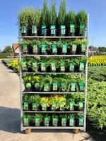 Conifers in varieties + Label