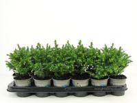 Cryptomeria jap. Green Pearl