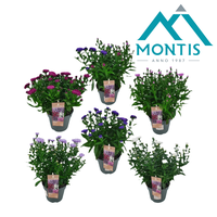 Aster Showmaker 3-5 varieties mixed in tray