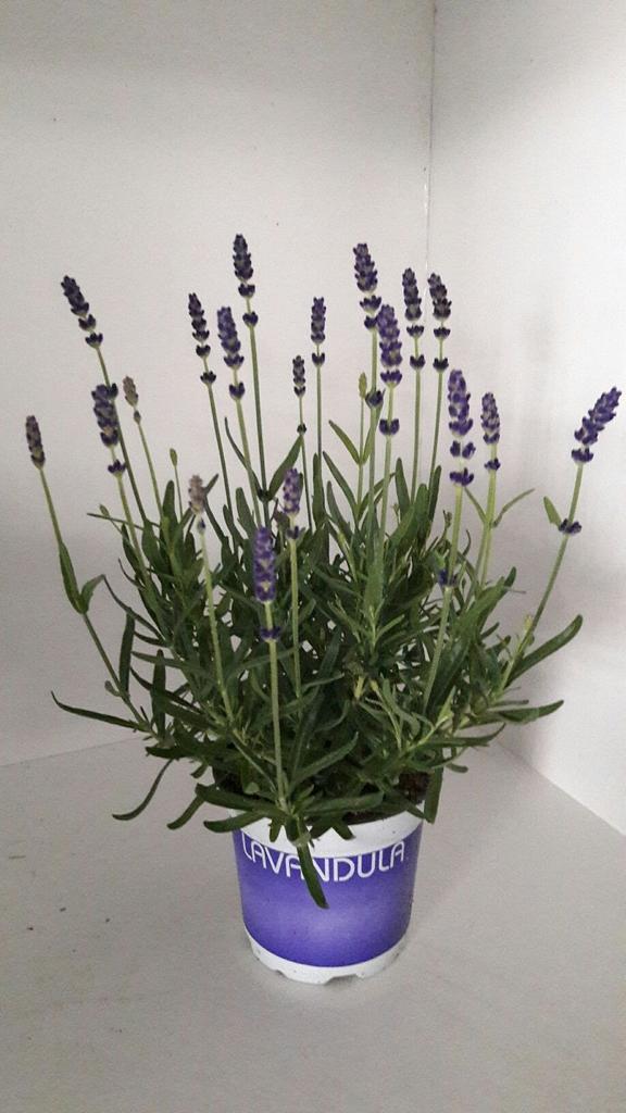 Picture of Lavandula Hidcote blue P12 20CM