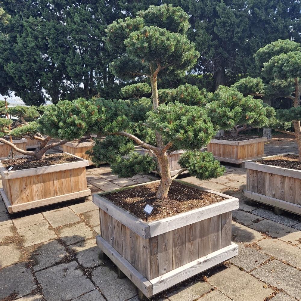 Picture of Pinus mugo March 90-X-90 150/160