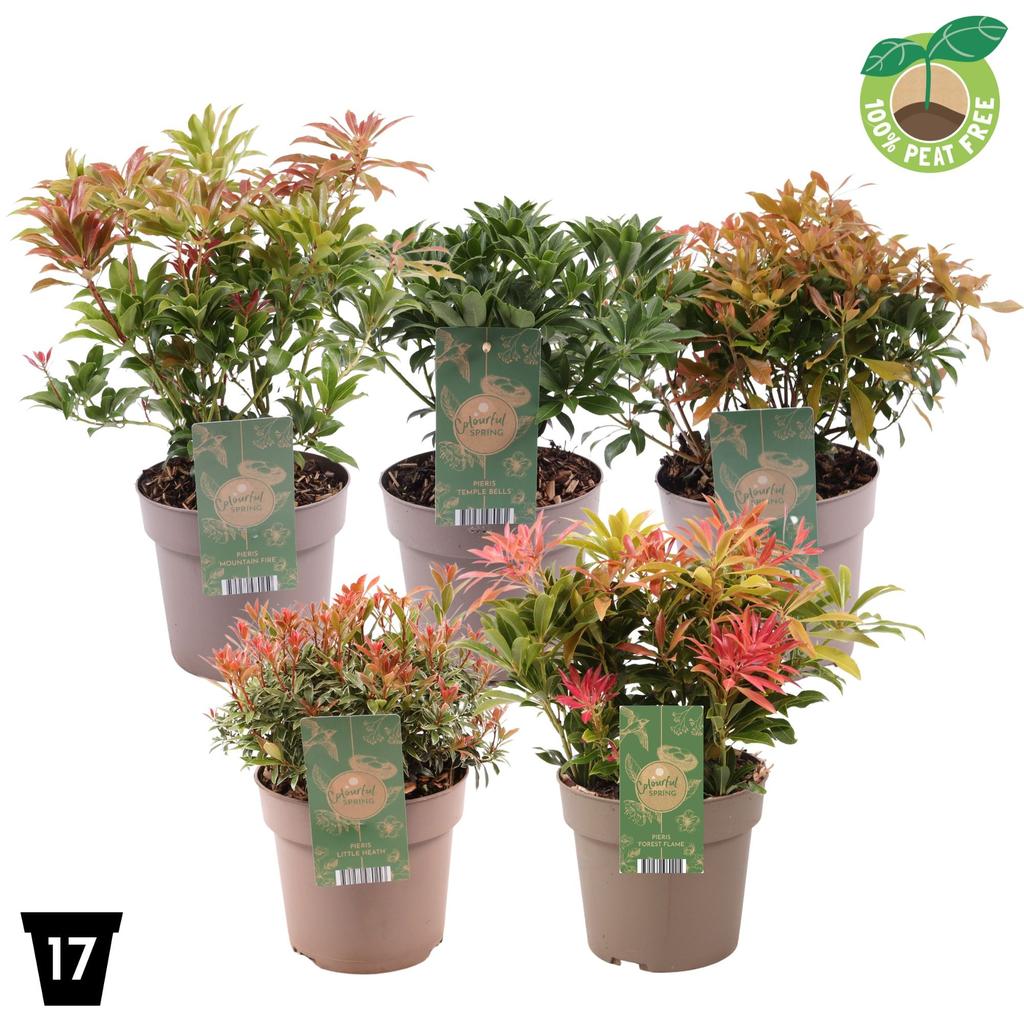 Obrazek Pieris jap. in varieties P17 (2 Ltr) Peat Free