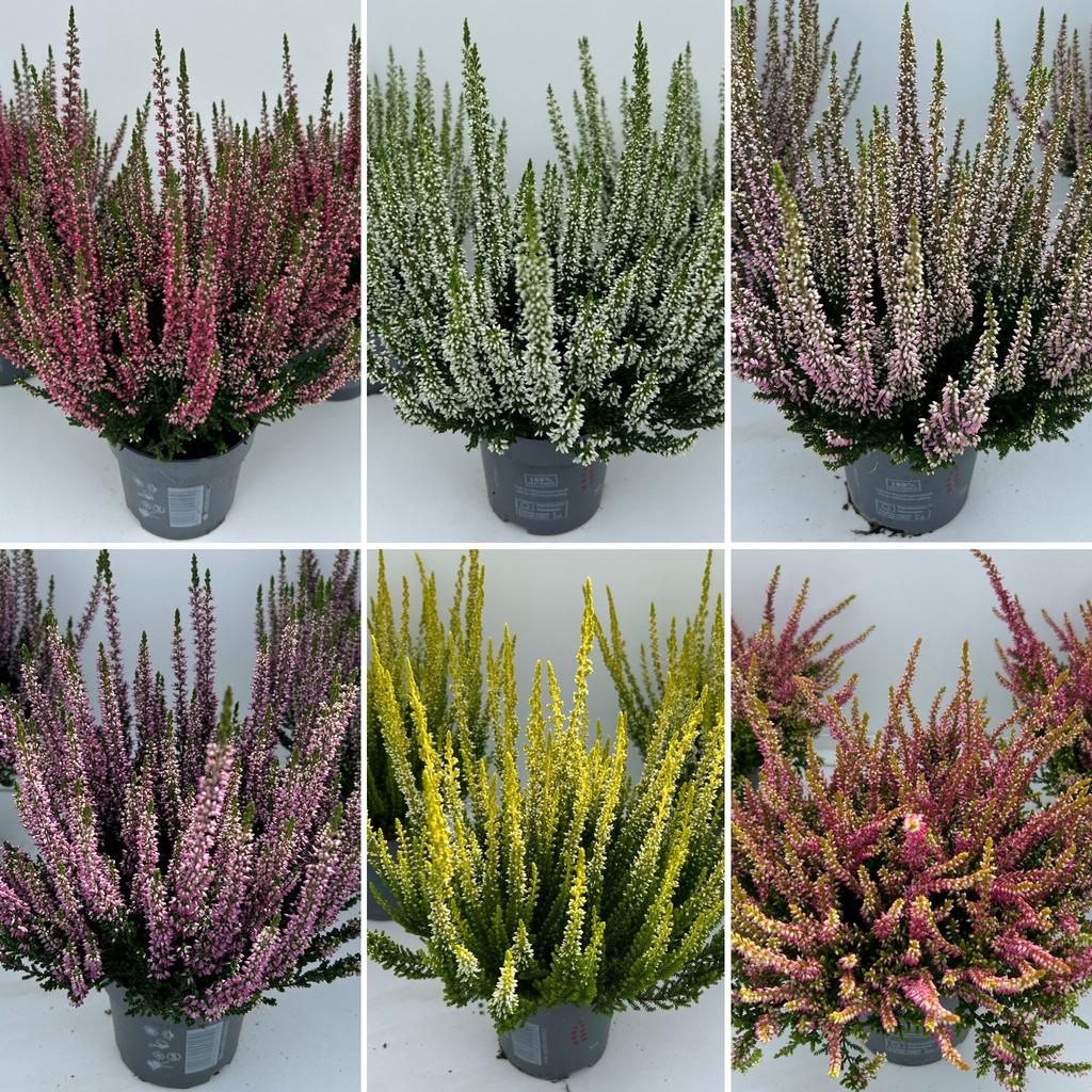 Picture of Calluna Beauty Ladies mix shelf P10.5 25CM