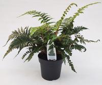 Polystichum polyblepharum