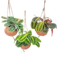 Kokodama Maranta varieties