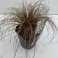 Carex com. Bronze Form