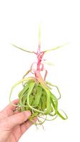 Tillandsia streptophylla Flowering xl - 25CM Tray 6 × 6 £ 6.30 (Tray) £ 6.06 Shelf £ 6.01 Trolley Tray £ 6.30 × 6 (1.9%)