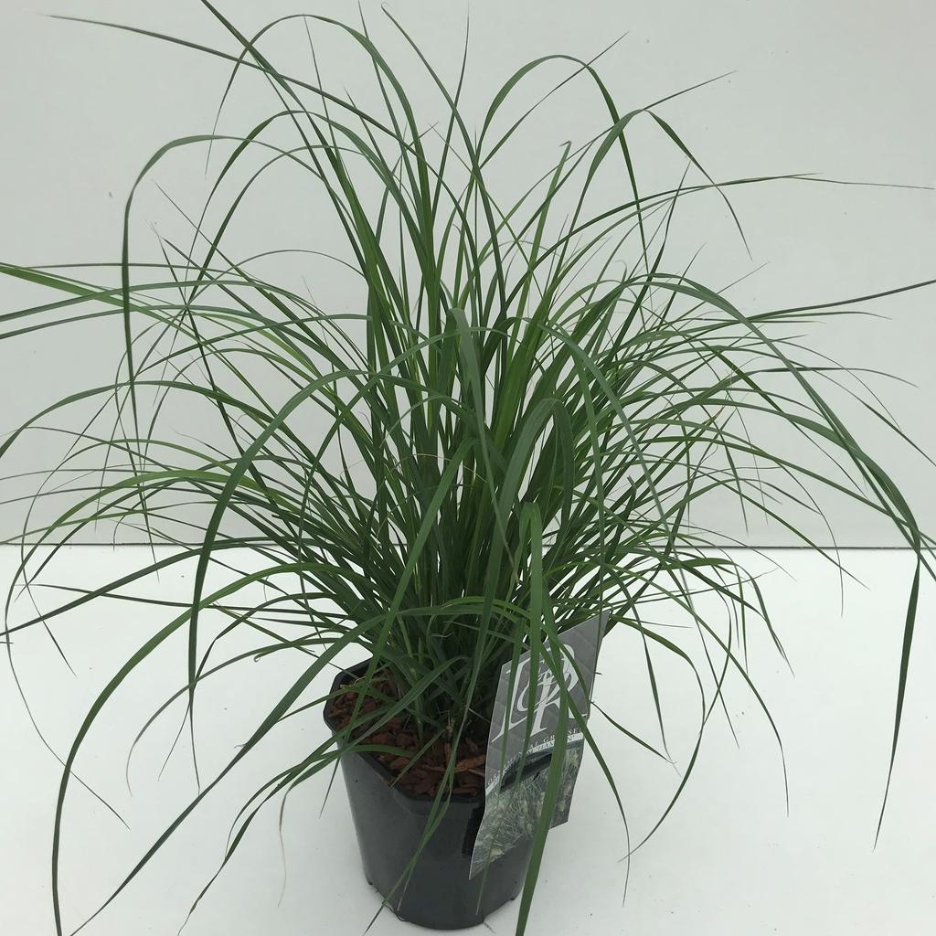 Picture of Pennisetum Hameln P17 (2 Ltr) Square