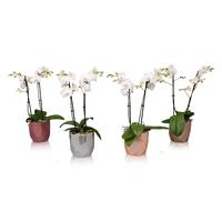 Phalaenopsis hybrid Multiflora White in BGC969 Metallic
