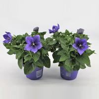 Platycodon Blue