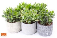 SuPure® - Crassula mix in Toledo 14 WOODS