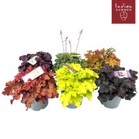 Heuchera Indian Summer in varieties