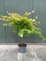 Acer pal. Osakazuki