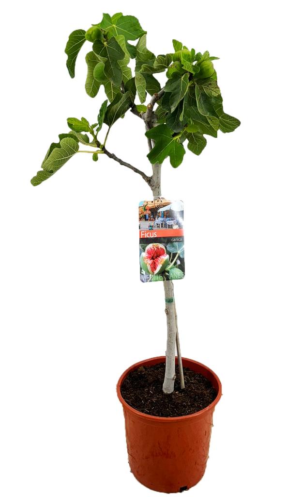 Picture of Ficus carica P21 (4 Ltr) 120CM