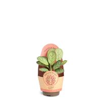 Calathea amagris
