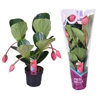 Medinilla Magnifica Flamenco 2 etage 4 Buds in exclusive sleeve