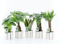 Houseplants Tropic Mix in Banksy ceramics