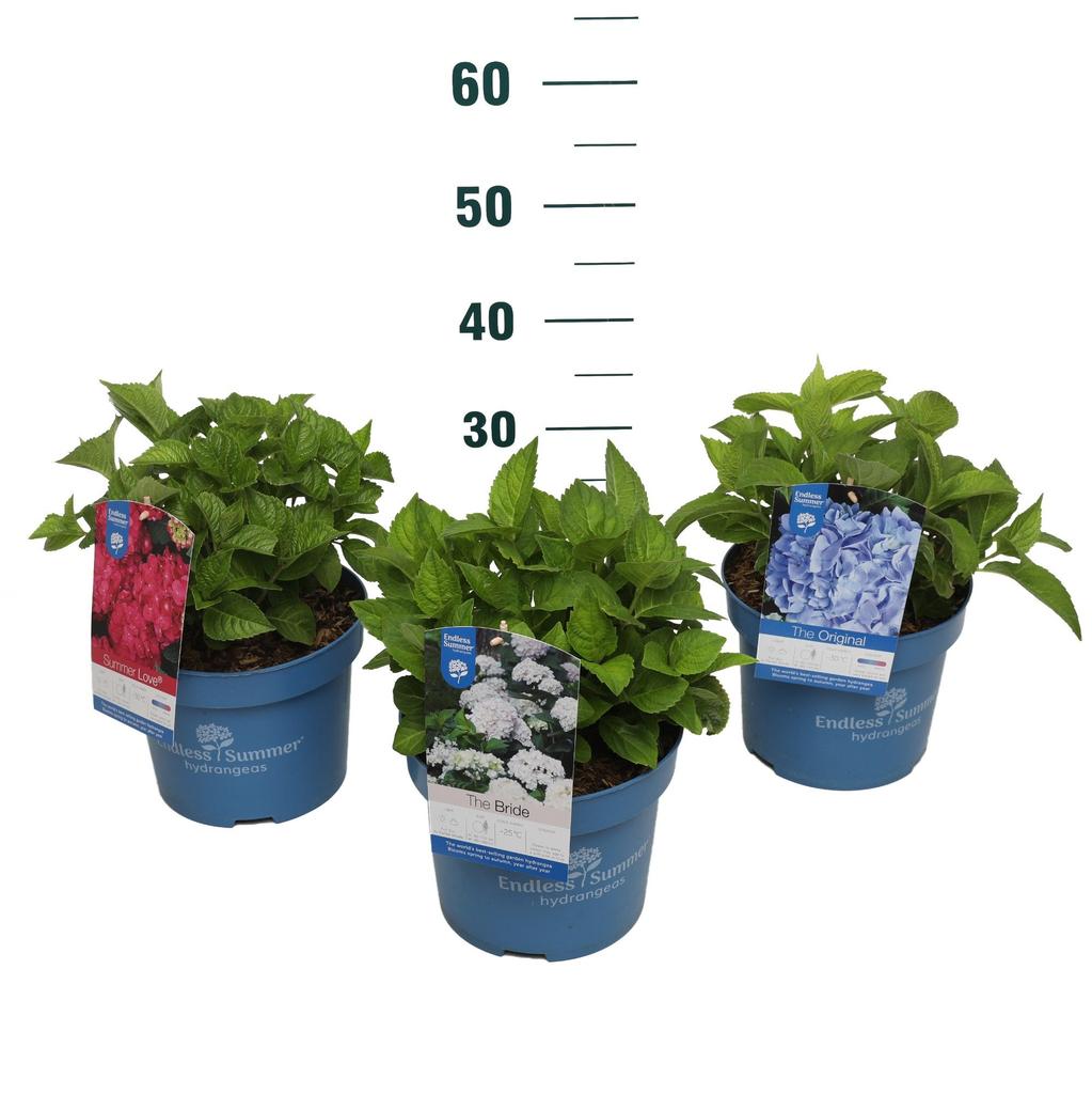 Picture of Hydrangea Endless Summer in varieties P23 (5 Ltr)