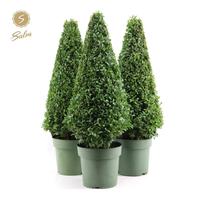 Buxus sempervirens
