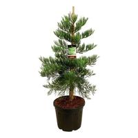 Sequoiadendron g. H. Mamm. Three