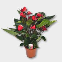 Anthurium Deco Red Selected