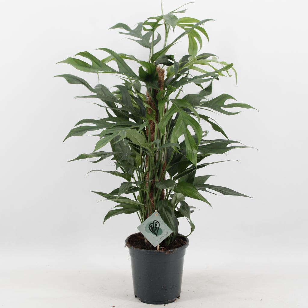 Picture of Epipremnum Pinnatum Baltic Blue P17 60CM