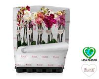 Phalaenopsis hybrid in varieties (Less Plastic)