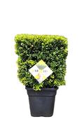Ilex cr. Dark Green