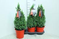 Picea gl. Perfecta