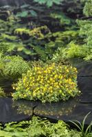 Hypericum elodes