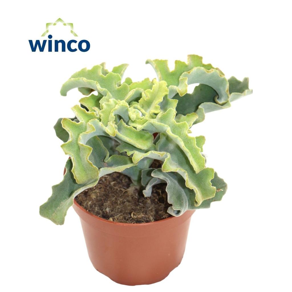 Afbeeldingen van Kalanchoe Maltese Cross P12