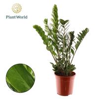 Zamioculcas
