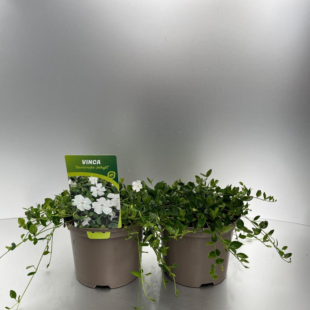 Picture of Vinca minor Gertrude Jekyll P17 (2 Ltr)