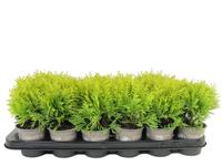 Thuja occ.Harvest Moon