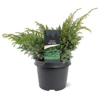Juniperus squa. Blue Swede
