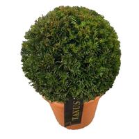 Taxus baccata