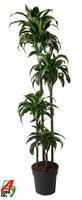 Dracaena Dorado 120-90-60-30