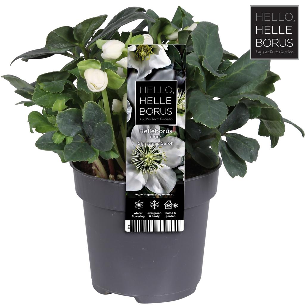 Picture of Helleborus niger Christmas Carol (Medium - Large) P12
