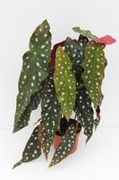 Begonia Maculata